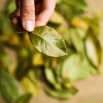Feuilles de laurier sèches disposées dans un placard organisé avec bocaux alimentaires