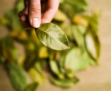 Feuilles de laurier sèches disposées dans un placard organisé avec bocaux alimentaires