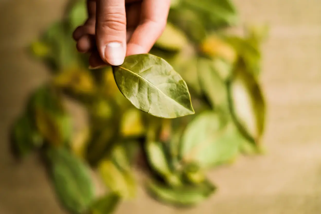 Feuilles de laurier sèches disposées dans un placard organisé avec bocaux alimentaires
