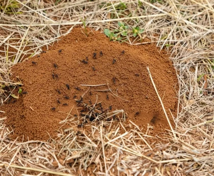 Fourmilière visible sur pelouse résidentielle