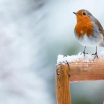 Œuf dur émietté pour nourrir les animaux du jardin en hiver dans une coupelle