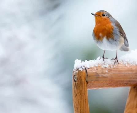 Œuf dur émietté pour nourrir les animaux du jardin en hiver dans une coupelle