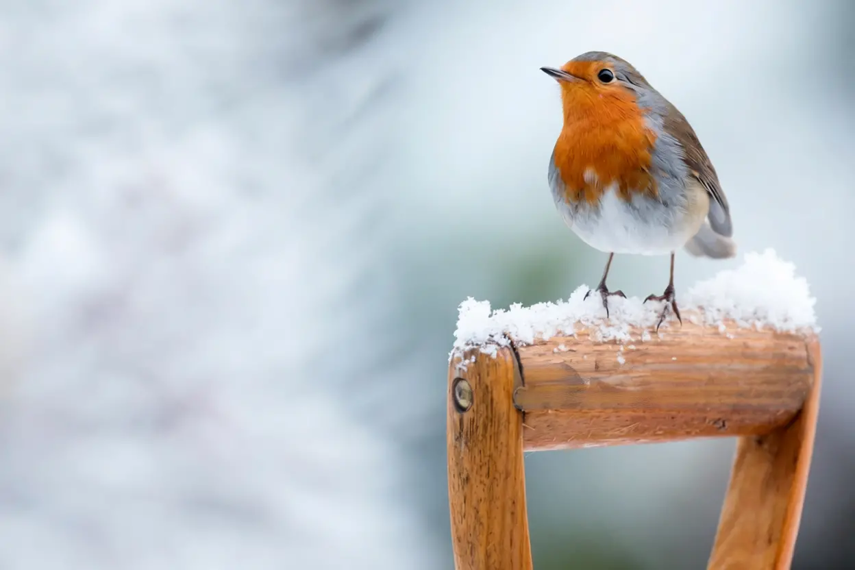 Œuf dur émietté pour nourrir les animaux du jardin en hiver dans une coupelle