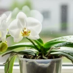 Orchidée Phalaenopsis avec une nouvelle tige florale verte qui pousse, posée sur un rebord de fenêtre