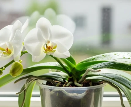 Orchidée Phalaenopsis avec une nouvelle tige florale verte qui pousse, posée sur un rebord de fenêtre