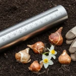Outils pour planter des bulbes en automne : plantoir gradué en acier inox et gants de jardinage posés sur un sol de jardin avec des bulbes de tulipes